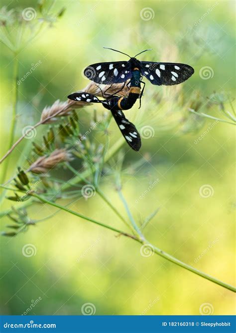Nine-spotted Moth or Yellow Belted Burnet Amata Phegea Mating Stock