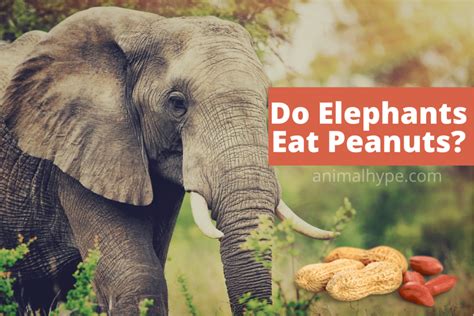 Do Elephants Eat Peanuts Animal Hype