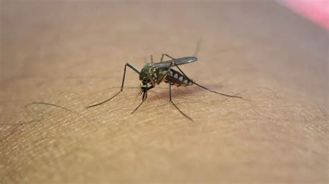 Dengue En Argentina Primer Caso Aut Ctono De La Temporada Jun N