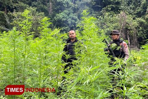 Breaking News Polisi Temukan 4 Hektar Ladang Ganja Di Nagan Raya 50