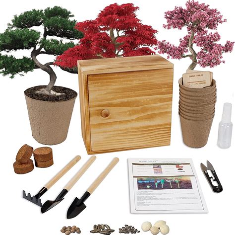 Buy Bonsai Tree Kit 4 Bonsai Tree Seeds With Complete Growing Kit