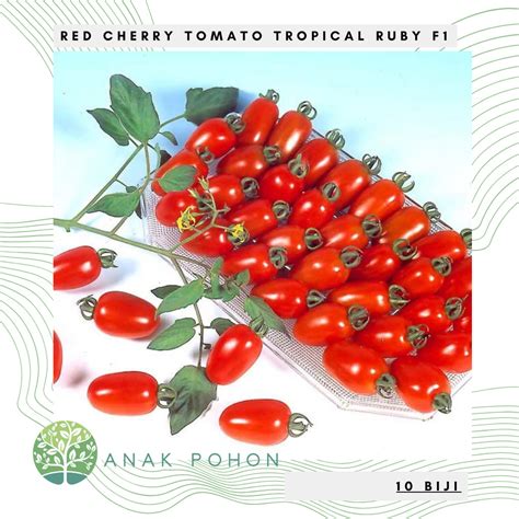 Tropical Ruby Red Cherry Tomato Unlock The Secrets To Growing A Bountiful Harvest