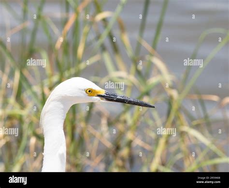 Close Up Of The Head And Neck Of An Adult Snowy Egret In Profile