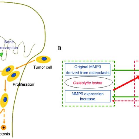 Schematic Model Showing The Distribution And Functions Of Mmp9 And Mmp2