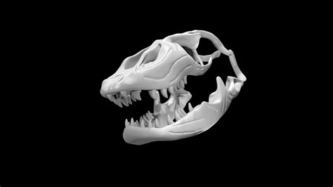 Rigged Komodo Dragon Skull Model - TurboSquid 1887425