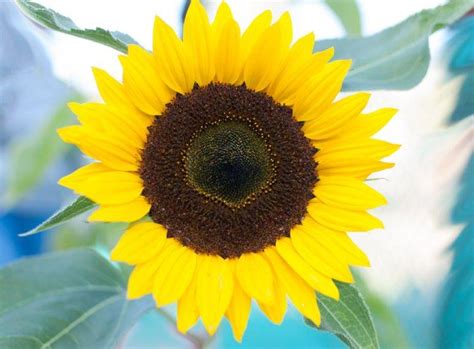nature flowers sunflowers wallpapers hd desktop  mobile backgrounds