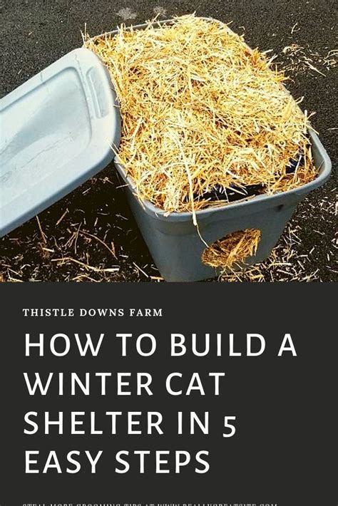 How To Build A Winter Cat Shelter In 5 Easy Steps With Pictures And