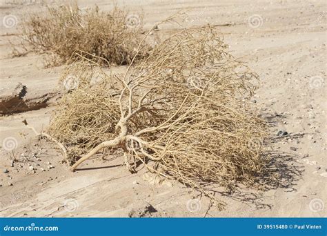 Dried Dead Plants in an Arid Desert Stock Photo - Image of plant ...