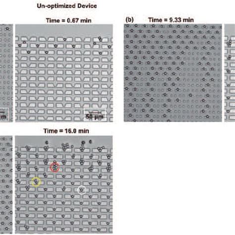 Schematic Of The Microfluidic Trap Based Microsphere Arrays A