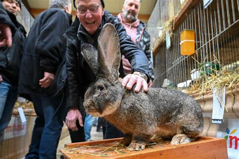 Nutztiere Mit Kuschelfaktor Kaninchen Schau In Kassel Deutschland