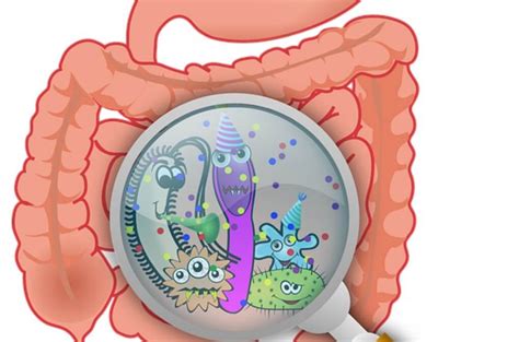 Tu Microbiota O Flora Intestinal Y Tu Salud Tu Coach Nutricional