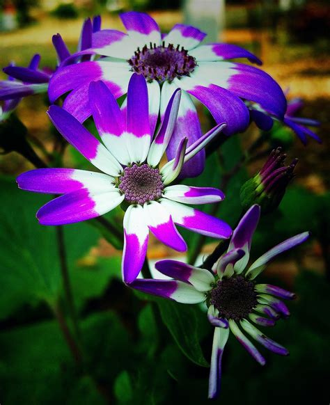 Pink and white flowers - PixaHive