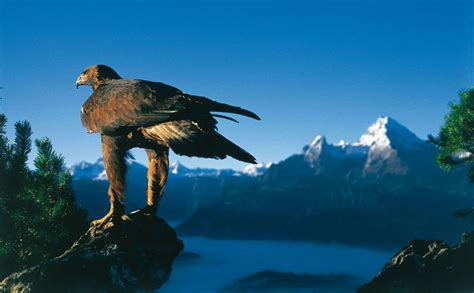 Der Nationalpark Berchtesgaden Natur Erleben