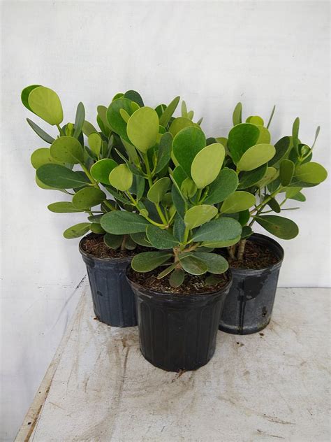 Buy Clusia Guttifera Small Leaf Clusia Hedge Free Shipping Over 100