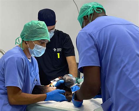 Veterinarians explain what dog surrender near me actually involves 18