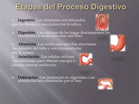 Proceso De La Digestion Ppt Descarga Gratuita