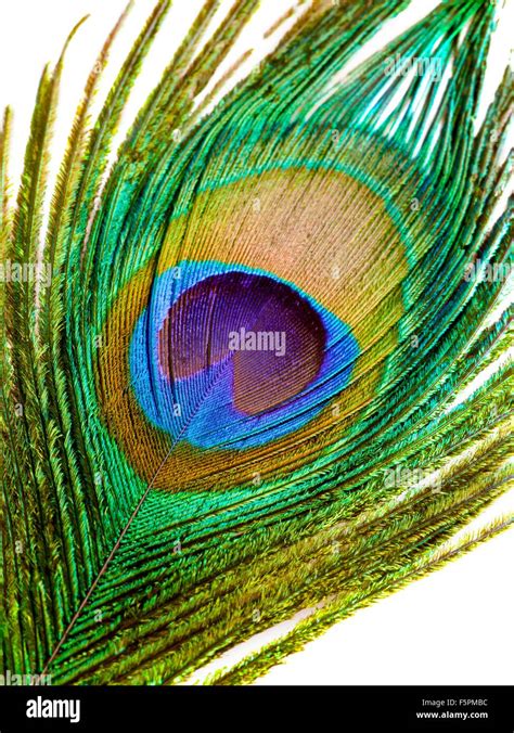 Peacock feather, close up Stock Photo - Alamy