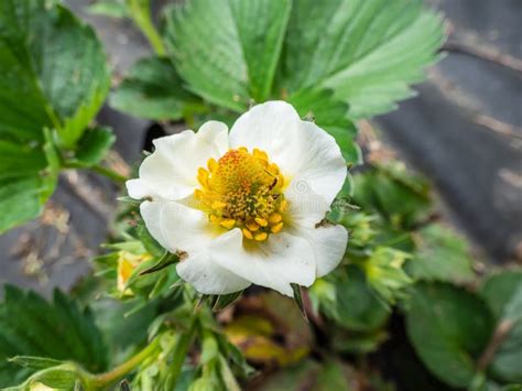 Garden Strawberry Plant Starting To Grow After A Period Of Dormancy In