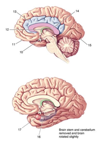 Neur Neuroanatomy Worksheet The Medial Surface Of The Brain B