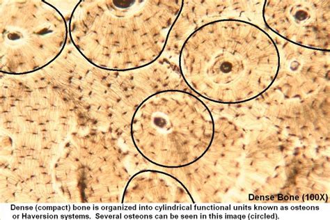 Bone Tutorial Histology Atlas For Anatomy And Physiology