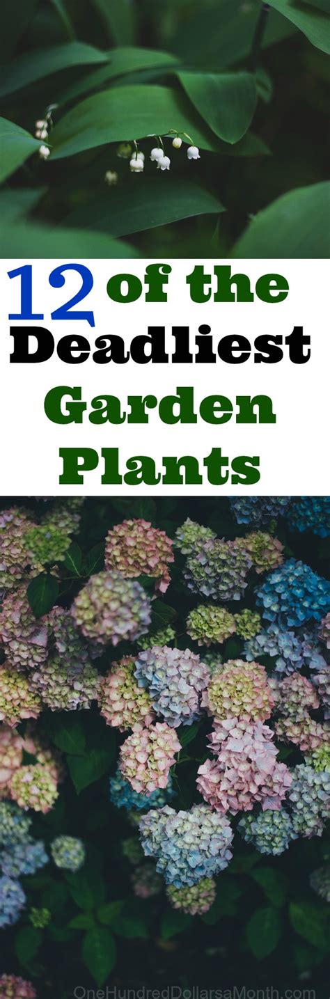 12 of the Deadliest Garden Plants - One Hundred Dollars a Month