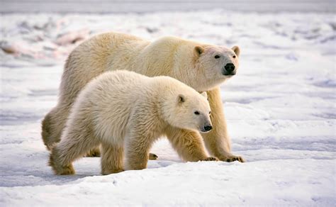 Polar Bear Sow And Cub • Marko Dimitrijevic Photography