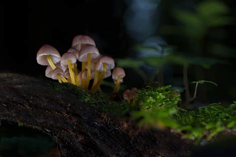 Nature Mushroom Close Up Wallpaper Coolwallpapers Me