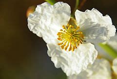 Category:Close-ups of Alismataceae flowers - Wikimedia Commons