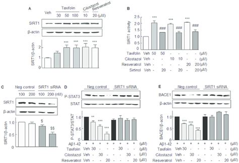 Stimulation Of Sirt1 Protein Expression A And Sirt1 Deacetylase Download Scientific Diagram