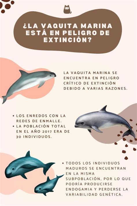 por  esta la vaquita marina en peligro de extincion causas