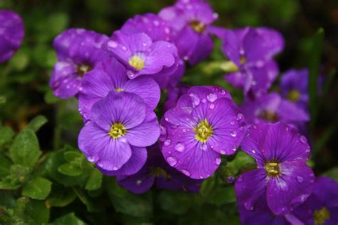 Raindrops on flowers by BrokenLink404 on DeviantArt