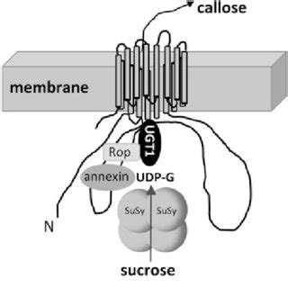 (PDF) Callose: The plant cell wall polysaccharide with multiple ...