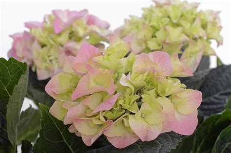 Hydrangea Flower Blossom Bloom Summer Pink Green Hydrangea