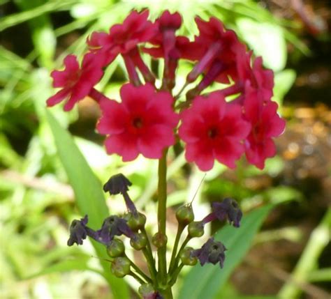 Japanese Primrose Stanley Zimny Thank You For Million Views Flickr