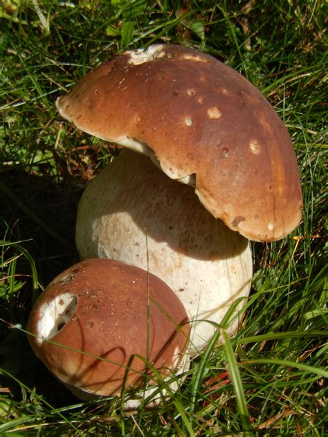 Images Gratuites Bois Champignons Bolet Agaric Bole Agaricus