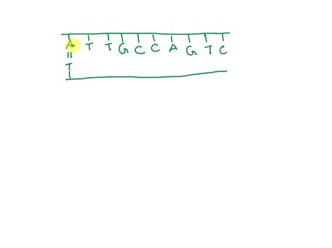 Draw A Dna Molecule That Has Nucleotides In Each Polynucleotide