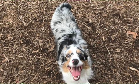 Are Border Collies Really That Smart