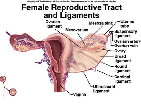 Reproductive System Ch 27 Female Reproductive System Flashcards