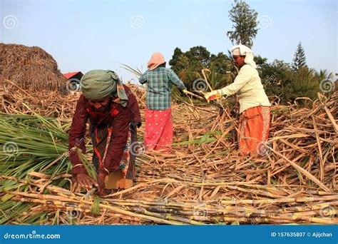 Farmers Work In The Sugarcane Fields Editorial Photography Image Of