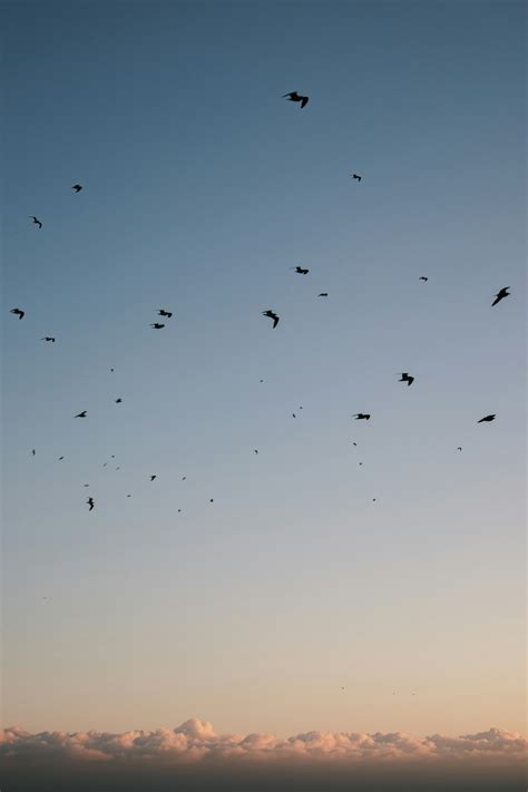 Birds In Sky Pictures | Download Free Images on Unsplash