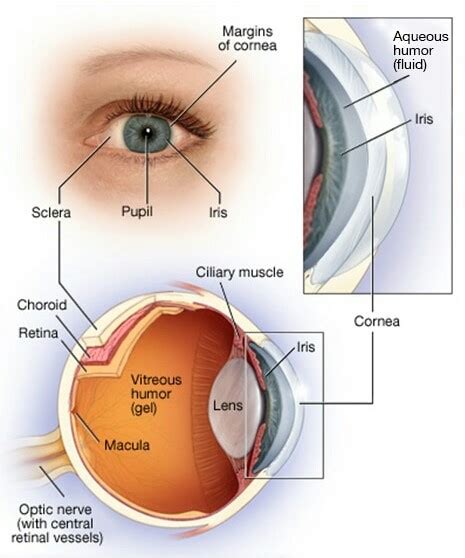 Corneal Transplant Surgery Treatment Getwellgo Indias Best