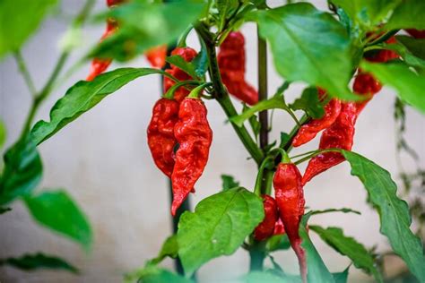 Premium Photo | Close-up of chili pepper plant