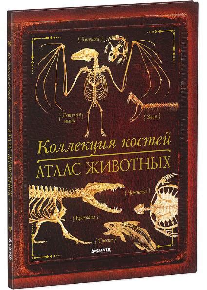 Коллекция костей, Clever