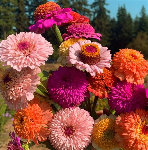 Annual Zinnia Zinderella Mmf Red For Planting Outdoor Rare