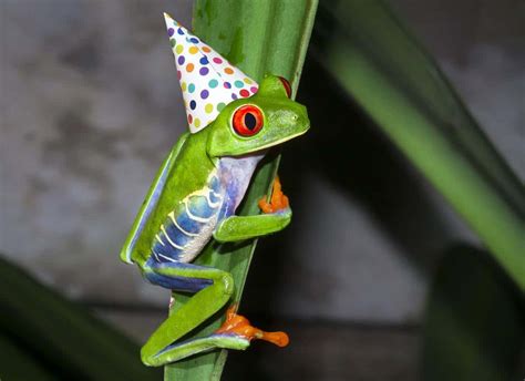 Frogs In Hats What You Need To Know