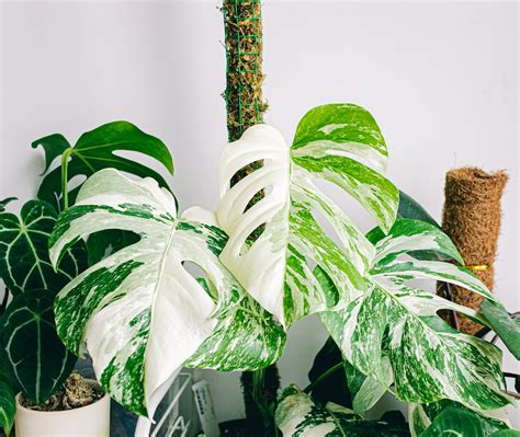 Types of Monsteras: 19 of Our Favorite Monstera Plants Right Now