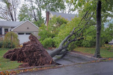 Your Neighbor S Tree Fell On Your Property Now What Mackoul Risk