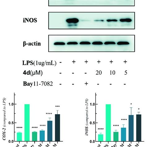 Compound 4d Inhibited Expression Levels Of Cox 2 And Inos In