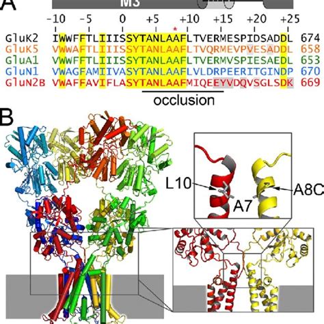 The M3 Cys Substitutions Increase Agonist Potency And Cd Coapplication