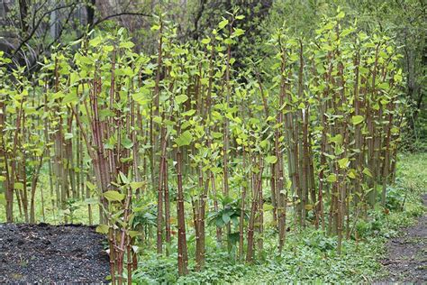 6 Bamboo Like Plants Which Plants Look Like Bamboo